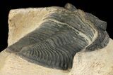Bargain, Zlichovaspis Trilobite - Atchana, Morocco #100386-4